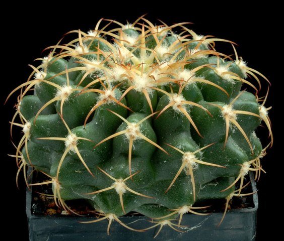 Discocactus_raphirizus